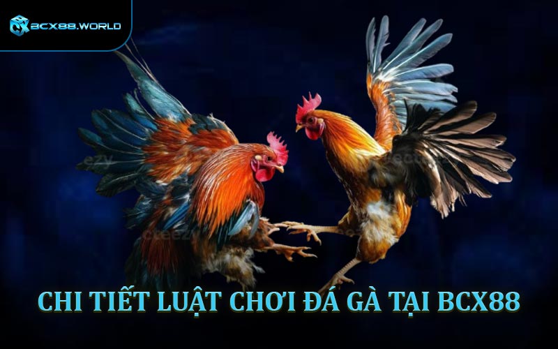 Luật chơi đá gà BCX88 kê sư cần hiểu rõ