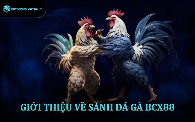 Giới thiệu về sảnh Đá Gà BCX88