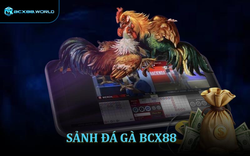 Thăng Hoa Cảm Xúc Cùng Những Trận Đá Gà BCX88 Đỉnh Cao