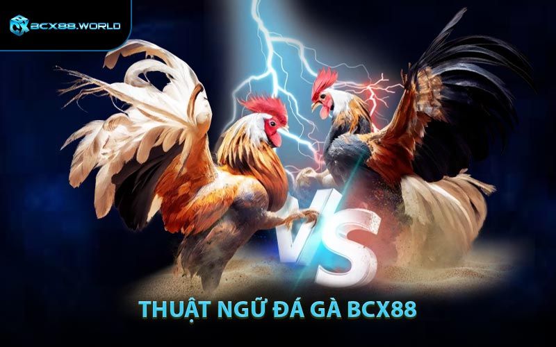 Thuật Ngữ Đá Gà BCX88 - Danh Sách Từ Ngữ Quan Trọng