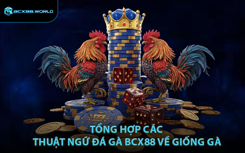 Tổng hợp các thuật ngữ đá gà BCX88 về giống gà